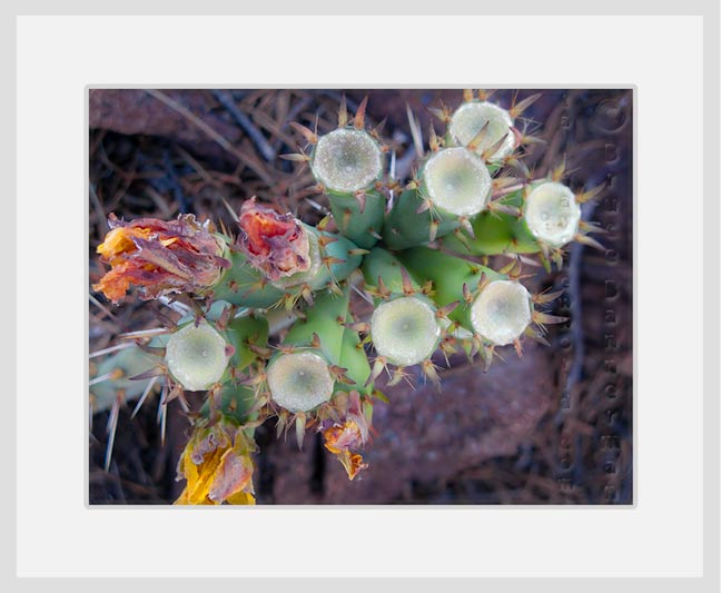 PA16544CactusFlowerBases1_648.jpg